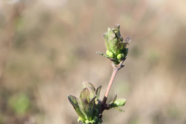 Branche chèvrefeuille avec bourgeon gonflant — Photo