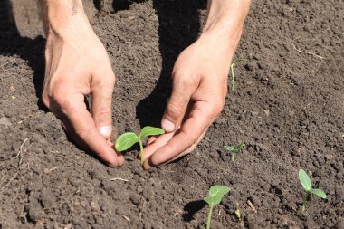 Fide bir salatalık koyarak erkek el