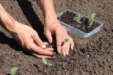 Fide bir salatalık koyarak erkek el
