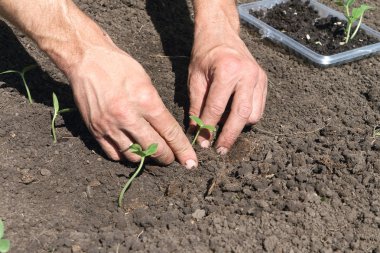 Fide bir salatalık koyarak erkek el