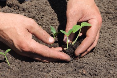 Fide bir salatalık koyarak erkek el