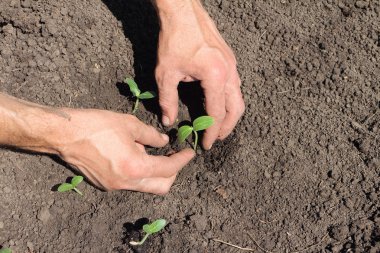 Fide bir salatalık koyarak erkek el