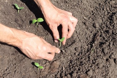 Fide bir salatalık koyarak erkek el