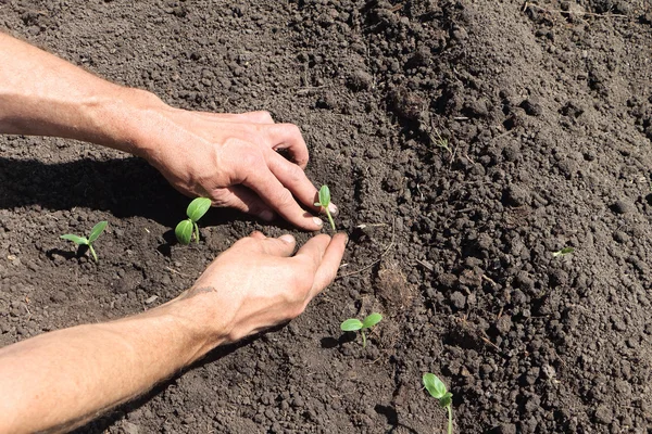A mão masculina pondo planta cultivada de sementes de um pepino — Fotografia de Stock