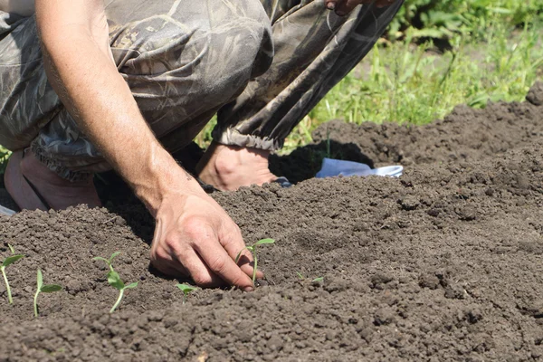 Manliga handen att sätta plantor av en gurka — Stockfoto