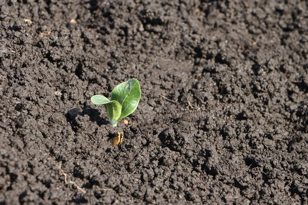 Gröna små sprout av en benmärg på en säng — Stockfoto