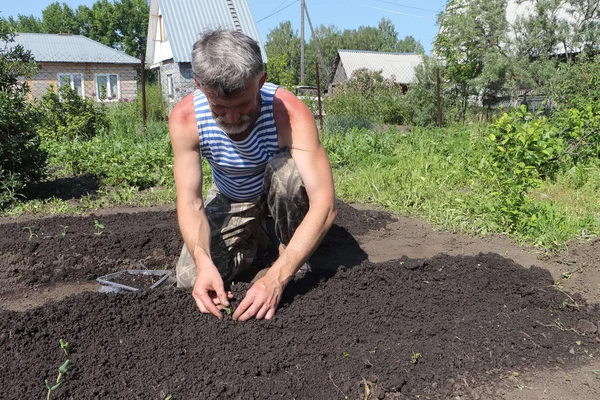 L'uomo che mette la piantina di semenzaio di amaranto alla terra in un giardino — Foto Stock