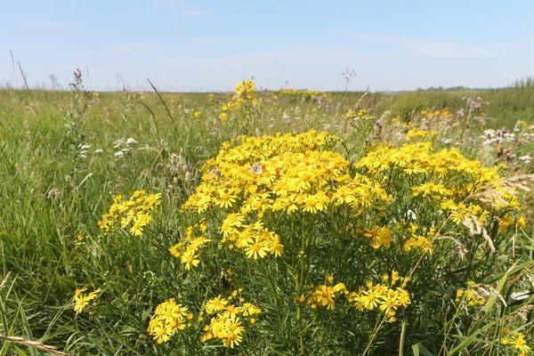 Желтые ромашки на лугу среди травы против неба — стоковое фото