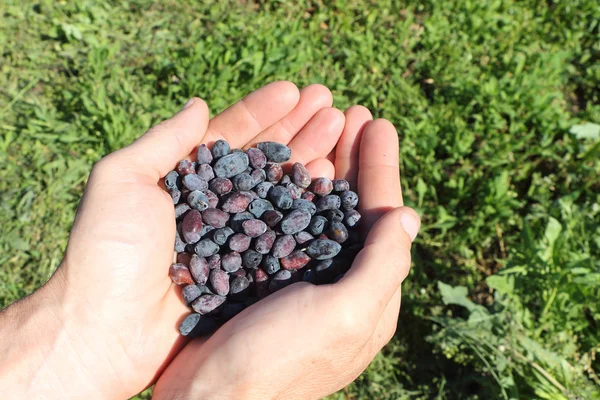 Die reifen Beeren eines Geißblatt, das in männlichen Palmen liegt — Stockfoto