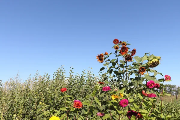 The red sunflowers growing on a flower glade — Stock Photo, Image