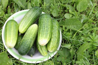 Beyaz bir plaka üzerinde bir ot bahçe içinde yatan salatalık