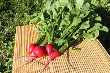 Bir tablo bir bahçe içinde yatan taze Bahçe turp