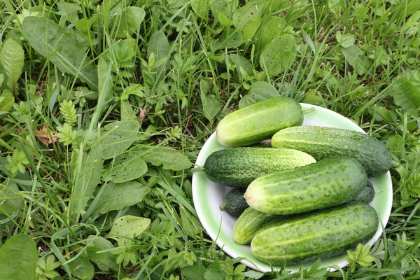 Los pepinos que yacen en un plato blanco sobre una hierba en un jardín —  Fotos de Stock