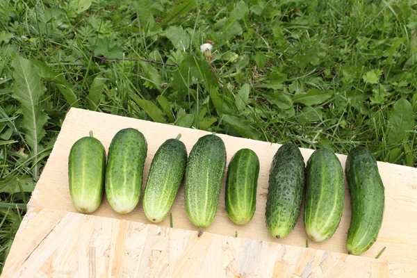 Die frischen Gurken, die auf einem Holzträger im Garten liegen — Stockfoto