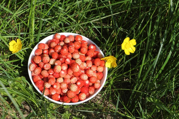 Rijp rood wild aardbei in een bord in een gras in het bos — Stockfoto