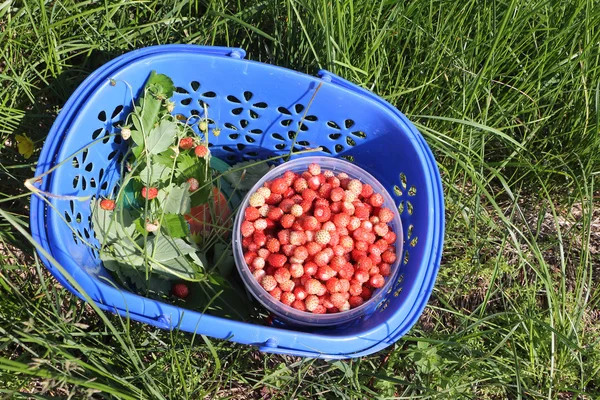 Спелая красная клубника в синей пластиковой корзине на траве — стоковое фото