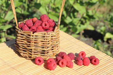 ' De bir tabloda bir gard ayakta olgun taze ahududu sepetle