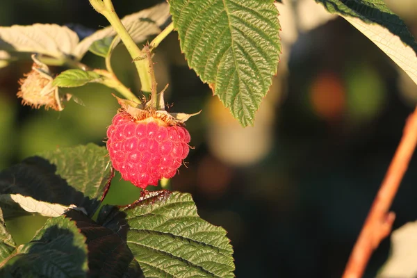 Frambuesa roja madura en una rama en un jardín —  Fotos de Stock