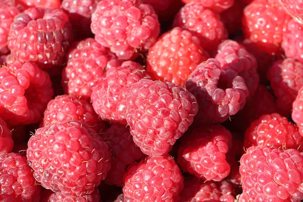 Fondo de bayas rojas maduras de frambuesa —  Fotos de Stock