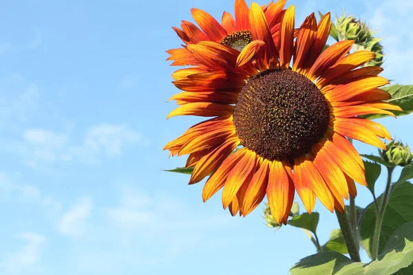 Red sunflowers a background of the blue sky in summer day