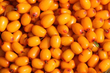 Bir portakal olgun deniz topalak açık havada arka plan