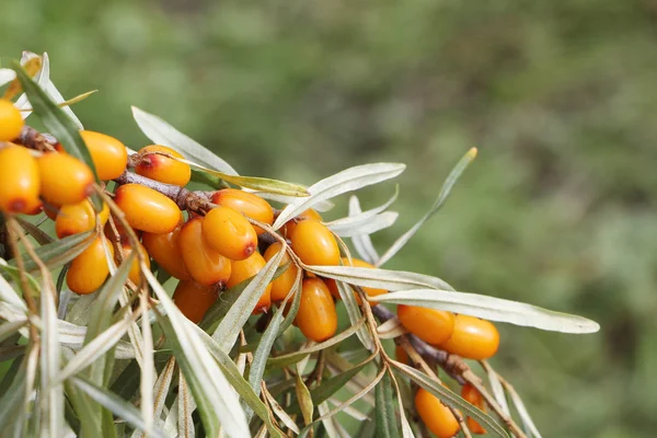 สาขาที่มีทะเล buckthorn ในสวนฤดูร้อน — ภาพถ่ายสต็อก