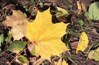 Sonbaharda bir ot düşen bir akçaağaç sarı yaprak