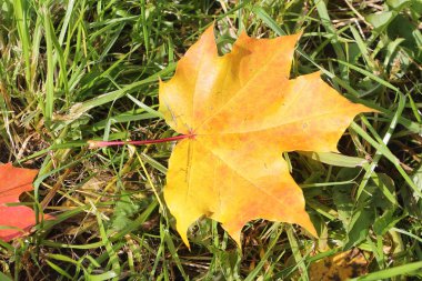 Sonbaharda bir ot düşen bir akçaağaç sarı yaprak