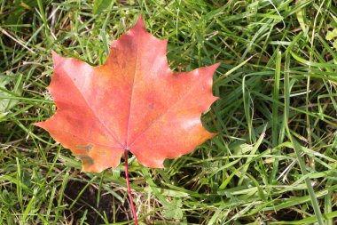 Sonbaharda bir ot düşen bir akçaağaç kırmızı yaprak