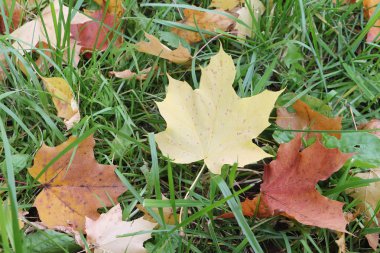 Sonbaharda bir ot düşen bir akçaağaç sarı yaprak