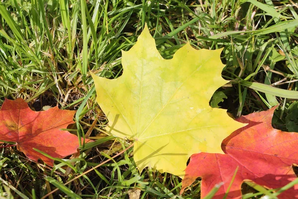 Das gelbe Blatt eines Ahorns, der im Herbst auf ein Gras fiel — Stockfoto