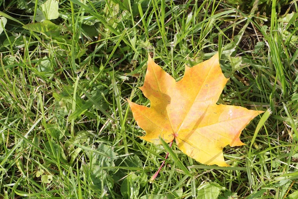 Das gelbe Blatt eines Ahorns, der im Herbst auf ein Gras fiel — Stockfoto