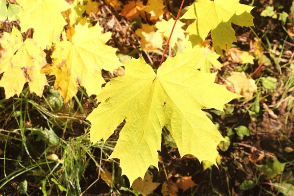 La feuille jaune tournante d'un érable à l'automne à l'extérieur — Photo