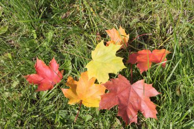 Sarı ve kırmızı düşmüş akçaağaç arka plan SK içinde bırakır