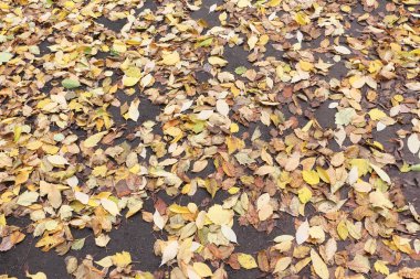 Sarı yapraklarda aspha bir alıç ve bir akçaağaç arka plan