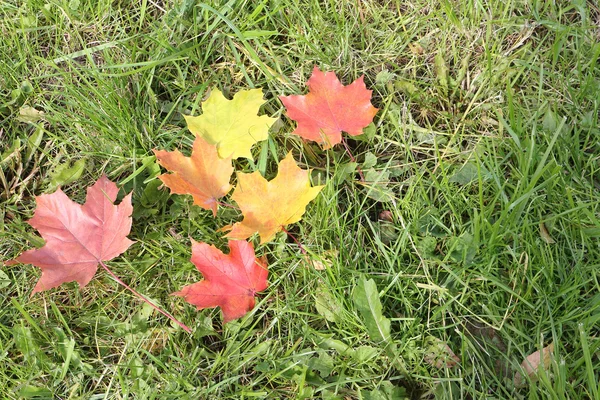 Background from yellow and the red fallen maple leaves in the fa — Stock Photo, Image