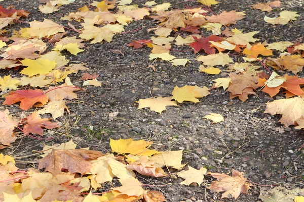 Asphaltweg mit den abgefallenen gelben Blättern im Herbst — Stockfoto