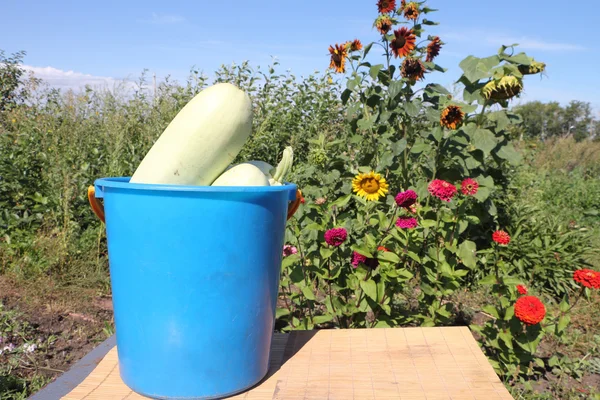 Weiße Gemüsemark in einem Eimer, der auf einem Tisch in einem gar steht — Stockfoto