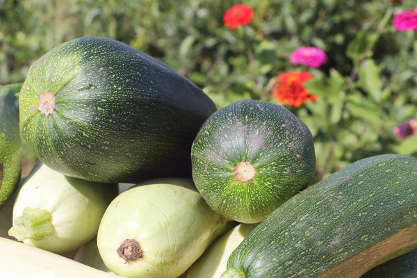 Gemüsemark, das auf einem Tisch im Garten liegt — Stockfoto