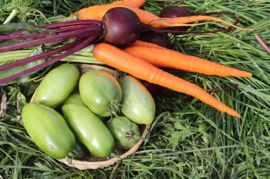 Sebze Bahçe çim üzerinde yalan