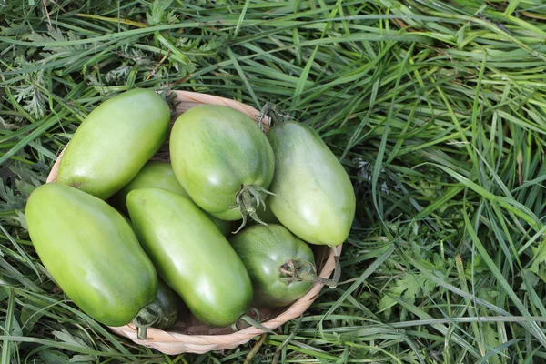 Die grünen Tomaten, die in einem wattierten Korb auf einem Gras in einem Gar liegen — Stockfoto