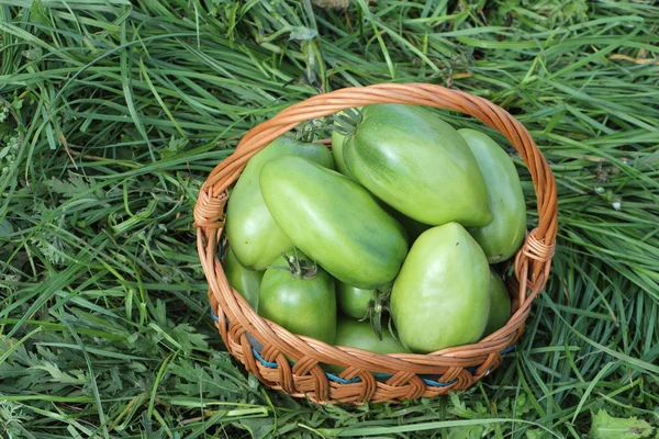 Los tomates verdes que yacen en una cesta de paja sobre una hierba en un gar —  Fotos de Stock