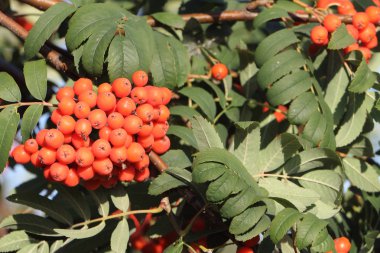 Dağ kül dalları sonbaharda meyveleri ile