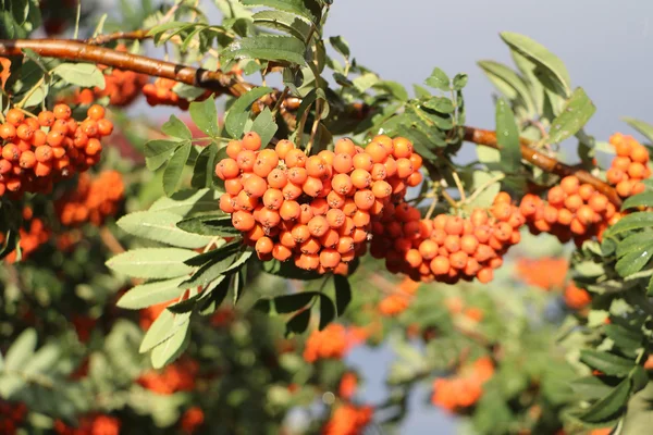 Mountain ash takken met bessen in de herfst tegen de blauwe — Stockfoto