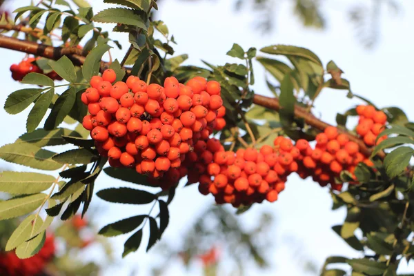 Mountain ash branches with berries in the fall against the blue — Stock Photo, Image
