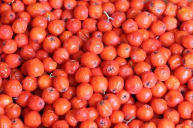 Kırmızı bir dağ kökenli