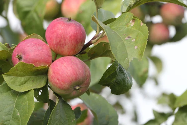 Ripe apples on branches in summer day — Stock Photo, Image