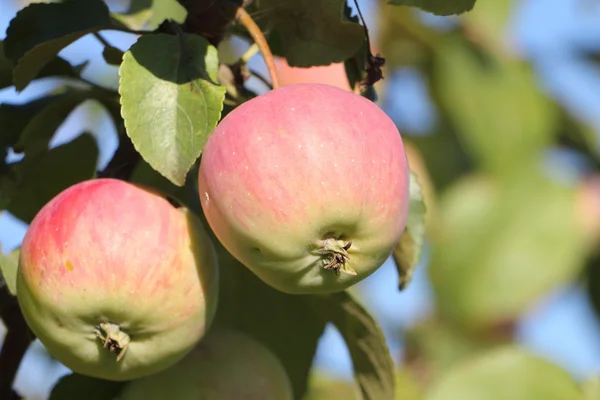 Apple tree branches  against the blue sky — Stock Photo, Image