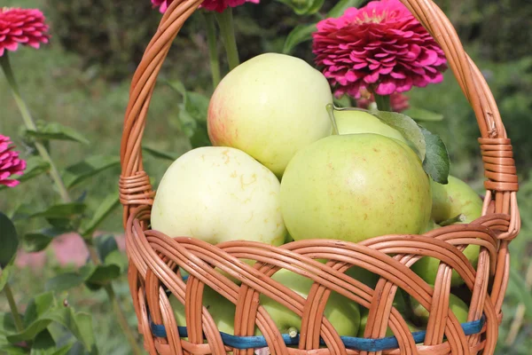The apples lying in a wattled basket in a garden against a green — Stock Photo, Image