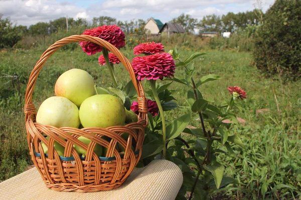 躺在花园的反对桌上的鸡冠篮子里的苹果 — 图库照片